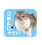 猫のぐうスタンプ（個別スタンプ：12）