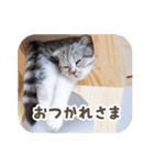 猫のぐうスタンプ（個別スタンプ：13）