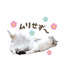 猫のぐうスタンプ（個別スタンプ：14）