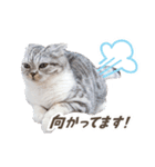 猫のぐうスタンプ（個別スタンプ：15）