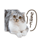 猫のぐうスタンプ（個別スタンプ：16）