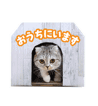 猫のぐうスタンプ（個別スタンプ：19）