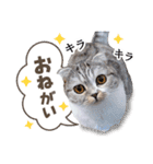 猫のぐうスタンプ（個別スタンプ：20）