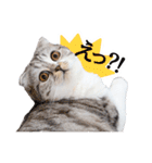猫のぐうスタンプ（個別スタンプ：22）