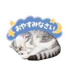 猫のぐうスタンプ（個別スタンプ：23）