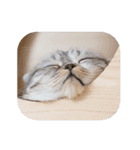 猫のぐうスタンプ（個別スタンプ：24）