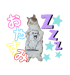 しくまる（個別スタンプ：1）