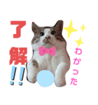しくまる（個別スタンプ：2）