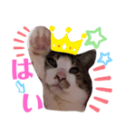 しくまる（個別スタンプ：7）