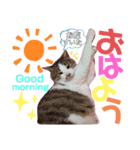 しくまる（個別スタンプ：8）