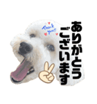 トイプードルのムギ4（個別スタンプ：5）