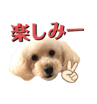 トイプードルのムギ4（個別スタンプ：7）