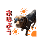 チョコラブのゴン太くん（個別スタンプ：1）