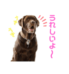 チョコラブのゴン太くん（個別スタンプ：14）