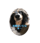 ダックスの日常ワン2（個別スタンプ：2）