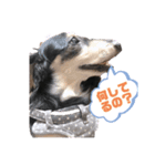 ダックスの日常ワン2（個別スタンプ：7）