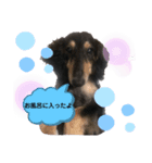 ダックスの日常ワン2（個別スタンプ：8）