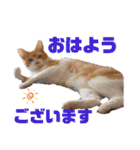 茶トラ白のむう（個別スタンプ：2）
