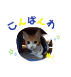 茶トラ白のむう（個別スタンプ：3）