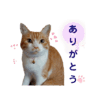 茶トラ白のむう（個別スタンプ：4）