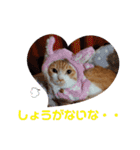茶トラ白のむう（個別スタンプ：14）