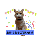 茶トラ白のむう（個別スタンプ：16）