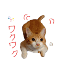 茶トラ白のむう（個別スタンプ：17）