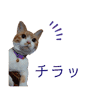 茶トラ白のむう（個別スタンプ：18）
