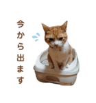 茶トラ白のむう（個別スタンプ：19）