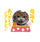 茶トラ白のむう（個別スタンプ：22）