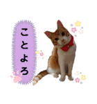 茶トラ白のむう（個別スタンプ：24）