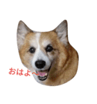 コーギー大好き！（個別スタンプ：2）