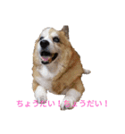 コーギー大好き！（個別スタンプ：6）