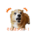 コーギー大好き！（個別スタンプ：9）