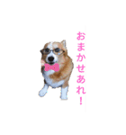 コーギー大好き！（個別スタンプ：12）