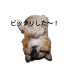 コーギー大好き！（個別スタンプ：14）