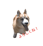 コーギー大好き！（個別スタンプ：15）