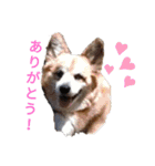 コーギー大好き！（個別スタンプ：17）