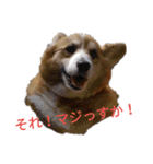 コーギー大好き！（個別スタンプ：21）