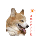 コーギー大好き！（個別スタンプ：22）
