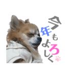 チロ＆茶々丸【正月】（個別スタンプ：2）