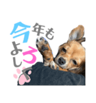 チロ＆茶々丸【正月】（個別スタンプ：6）