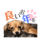 チロ＆茶々丸【正月】（個別スタンプ：7）