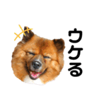 愛犬くららのスタンプ1（個別スタンプ：1）