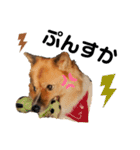 愛犬くららのスタンプ1（個別スタンプ：2）
