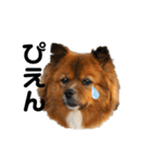愛犬くららのスタンプ1（個別スタンプ：3）