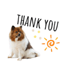 愛犬くららのスタンプ1（個別スタンプ：5）