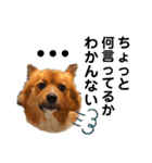 愛犬くららのスタンプ1（個別スタンプ：7）