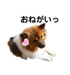 愛犬くららのスタンプ1（個別スタンプ：8）