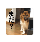 愛犬くららのスタンプ1（個別スタンプ：9）